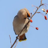 Ам и яблочка нет. :: Виктор Иванович Чернюк