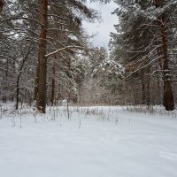 В зимнем лесу :: Александр Синдерёв