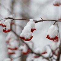 Снежная рябина :: Александр Синдерёв