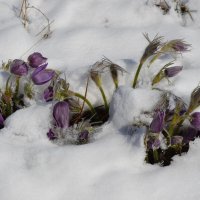 Весна не за горами :: Андрей Хлопонин