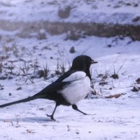 Важной походкой :: Людмила Смородинская