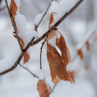 Листья осени :: Александр Синдерёв