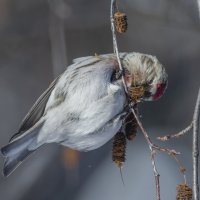 чечетка :: юрий макаров