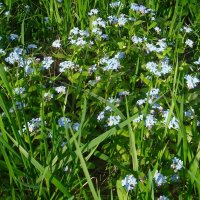 ***незабудковое море*** :: Olga Oskolkova