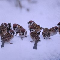 Ждут угощения :: Людмила Смородинская