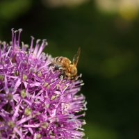 пчела на цветущем луке :: Александр Кольцов пчела на цветущем луке :: Александр Кольцов