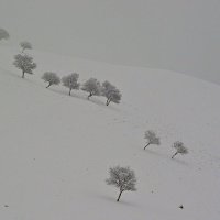 ЗИМНЯЯ ПРОГУЛКА, диагональ. :: Виктор Осипчук