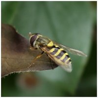 муха журчалка :: Александр Кольцов