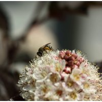 пчела на пузыреплоднике :: Александр Кольцов пчела на пузыреплоднике :: Александр Кольцов