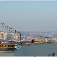 Стайка перед моим балконом :: Сеня Белгородский