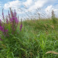 Летнее утро на берегу реки Миасс. :: Алексей Трухин