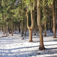 Весна сввета :: Александр Чеботарь