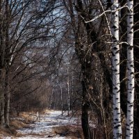 Весна в лесу. :: Владимир Безбородов