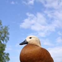 дружелюбный огарь :: Александр Кольцов