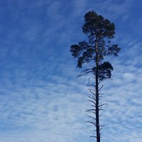 ... :: Наталия Кольцова ... :: Наталия Кольцова