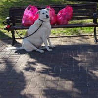 Sempre Fi :: Helmut Levitt