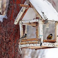 Февраль...Синичкина столовая! :: Владимир 