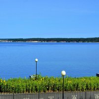 Чебоксары. Подсолнухи на берегу Чебоксарского водохранилища. :: Пётр Чернега