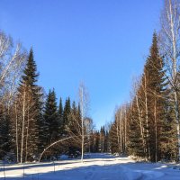 Зимой в тайге :: Сергей Борисович