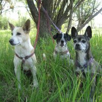 Жаркий день :: Anna Ivanova