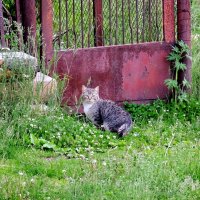 Соседка :: Валерий Судачок