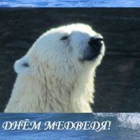 13 декабря. ДЕНЬ МЕДВЕДЯ :: Дмитрий Никитин