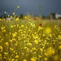 *** :: Яна Горбунова