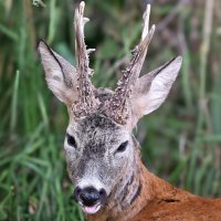 Косуля самец :: Николай Соколухин