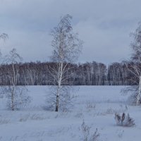 Пейзаж января. :: сергей 