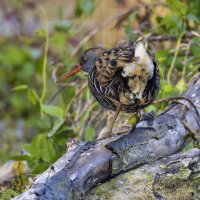 Водяной пастушок. :: Alexander Amromin Водяной пастушок. :: Alexander Amromin