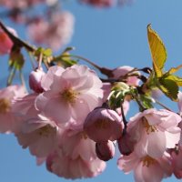 весна :: марта Камушкина