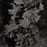 Название отсутствует :: Денис Безногов