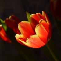 Доброе утро :: Юрий. Шмаков