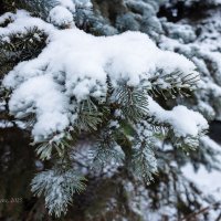 Снег на ветка ели :: Александр Синдерёв