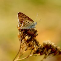 опять про бабочек 428 :: Александр Прокудин опять про бабочек 428 :: Александр Прокудин