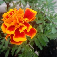 ,,, :: Сергей Тимоновский