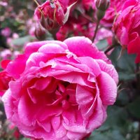 R :: Андрей Л. В.