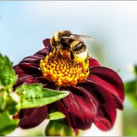 Август... :: Aquarius - Сергей