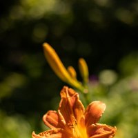 Ну слишком очаровательный Лилейник :: Анастасия Фотографовна