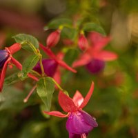 Танцующая фуксия :: Анастасия Фотографовна Танцующая фуксия :: Анастасия Фотографовна