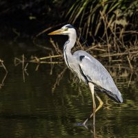 Большая голубая цапля. :: Alexander Amromin