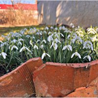 Подснежники. :: Валерия Комова Подснежники. :: Валерия Комова