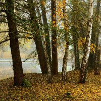 То берёзка,то осинка :: Юрий. Шмаков