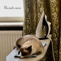 Погладь меня :: Ирина Еремеева