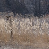 Вейник :: Андрей Зайцев