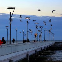 Приходит время - С юга птицы прилетают, Снеговые горы тают - И не до сна! Приходит время - Люди голо :: Юрий. Шмаков