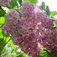 Скоро ! :: Елена Шаламова Скоро ! :: Елена Шаламова