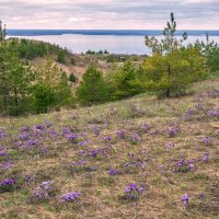 Цветочная поляна :: Наталья Димова