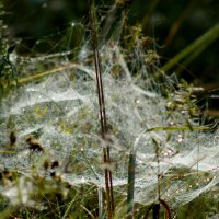 природные узоры 4 :: Александр Прокудин природные узоры 4 :: Александр Прокудин