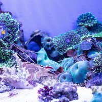 Неудобно с такими усами, наверное :: Анастасия Фотографовна